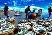 Khó khăn tháo gỡ 'thẻ vàng' cho thủy sản Việt Nam Khó khăn tháo gỡ 'thẻ vàng' cho thủy sản Việt Nam