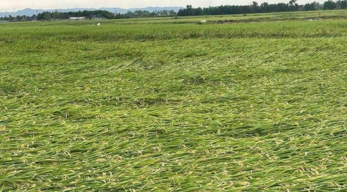 Nghệ An: Dông lốc làm gần 1.000 nhà hư hỏng, 8.000 ha lúa bị ảnh hưởng